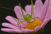 SPECKLED BUSH CRICKET LEPTOPHYES PUNCTATISSIMA ON A GARDEN FLOWER