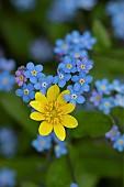 Lesser celandine Ficaria verna and Forget-me-not Myosotis sylvatica flowers, Suffolk, England, UK.