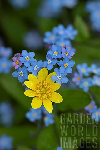 Lesser_celandine_Ficaria_verna_and_Forgetmenot_Myosotis_sylvatica_flowers_Suffolk_England_UK