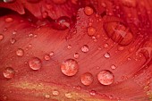 Tulip Tulipa spp red flower with rain drops on the petals, Suffolk, England, UK.