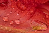 Tulip Tulipa spp red flower with rain drops on the petals, Suffolk, England, UK.