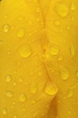 Tulip Tulipa spp yellow flower with rain drops on the petals, Suffolk, England, UK.