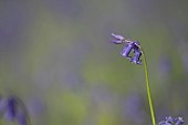 English bluebell Hyacinthoides non-scripta single flower spike in a woodland, Suffolk, England, UK