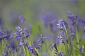 English bluebell Hyacinthoides non-scripta flowers in a woodland, Suffolk, England, UK