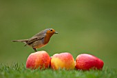 ROBIN ON FALLEN APPLES