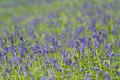 English bluebell Hyacinthoides non-scripta flowers in a woodland, Suffolk, England, UK