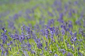 English bluebell Hyacinthoides non-scripta flowers in a woodland, Suffolk, England, UK