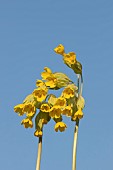 Cowslip Primula veris flowers, Suffolk, England, UK