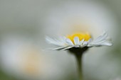 Common daisy Bellis perennis flower, Suffolk, England, UK