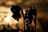 Cowslip Primula veris two flower stems at sunrise, Suffolk, England, UK