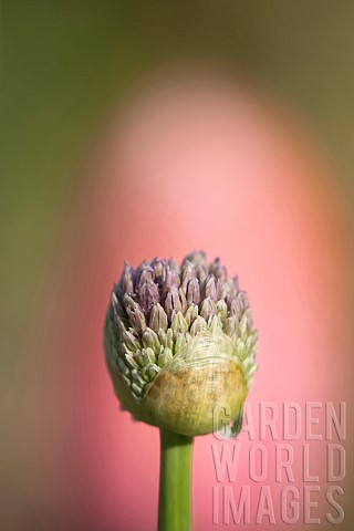Ornamental_onion_Allium_sativum_flower_bud_Suffolk_England_UK