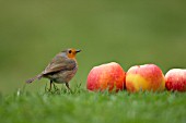 ROBIN BY FALLEN APPLES