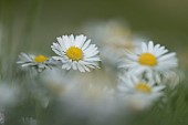 Common daisy Bellis perennis flowers, Suffolk, England, UK