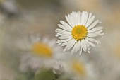 Common daisy Bellis perennis flower, Suffolk, England, UK