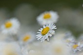 Common daisy Bellis perennis flowers, Suffolk, England, UK