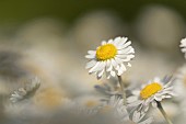 Common daisy Bellis perennis flower, Suffolk, England, UK