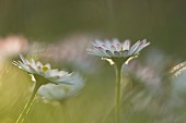 Common daisy Bellis perennis flowers, Suffolk, England, UK