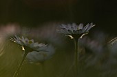 Common daisy Bellis perennis flowers, Suffolk, England, UK