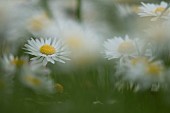 Common daisy Bellis perennis flowers, Suffolk, England, UK