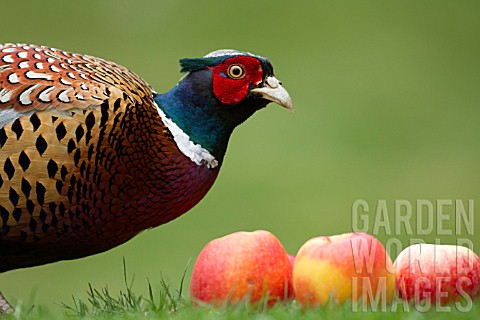 COMMON_MALE_PHEASANT_ON_A_GARDEN_LAWN_WITH_FALLEN_APPLES
