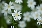 Greater stitchwort Stellaria holostea single flower, Suffolk, England, UK