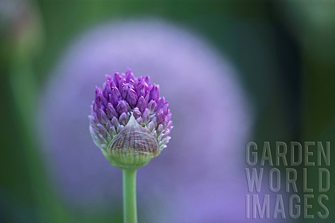 Ornamental_onion_Allium_sativum_single_flower_stem_Suffolk_England_UK
