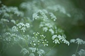 Cow parsley Anthriscus sylvestris flowers, Suffolk, England, UK