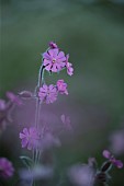 Red campion Silene dioica single flower stem, Suffolk, England, UK