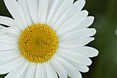 Oxeye daisy Leucanthemum vulgare single flower, Suffolk, England, UK