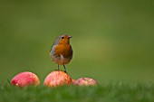 ROBIN ON FALLEN APPLES