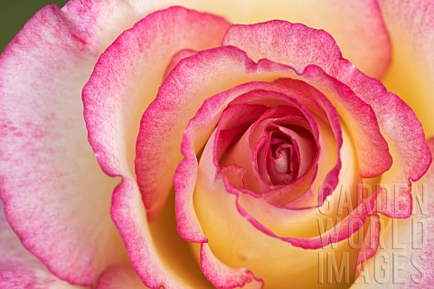 Rose_Rosa_spp_flower_petals_Suffolk_England_UK