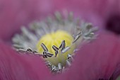 Opium poppy Papaver somniferum close up of flower stamen, Suffolk, England, UK
