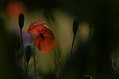 Common field poppy Papaver rhoeas single flower in a garden, Suffolk, England, UK