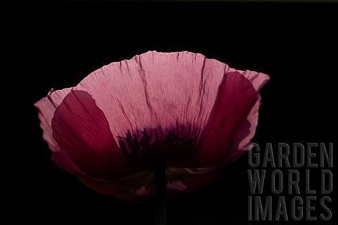 Opium_poppy_Papaver_somniferum_single_flower_backlit_Suffolk_England_UK