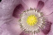 Opium poppy Papaver somniferum single flower, Suffolk, England, UK