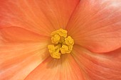 Garden Begonia Begoniaceae spp. orange flower, Suffolk, England, UK