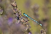 COMMON BLUE DAMSELFLY RESTING ON LAVANDULA OFFICINALIS