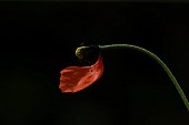 Common field poppy Papaver rhoeas single flower with one petal remaining on the stem, Suffolk, England, UK