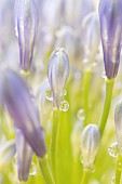 Lily of the Nile Agapanthus spp. close up of a flower stamen with raindrops, Suffolk, England, UK