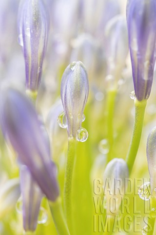 Lily_of_the_Nile_Agapanthus_spp_close_up_of_a_flower_stamen_with_raindrops_Suffolk_England_UK