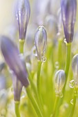 Lily of the Nile Agapanthus spp. close up of a flower stamen with raindrops, Suffolk, England, UK