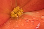 Garden Begonia Begoniaceae spp. orange flower with raindrops, Suffolk, England, UK