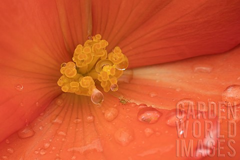 Garden_Begonia_Begoniaceae_spp_orange_flower_with_raindrops_Suffolk_England_UK