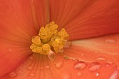 Garden Begonia Begoniaceae spp. orange flower with raindrops, Suffolk, England, UK