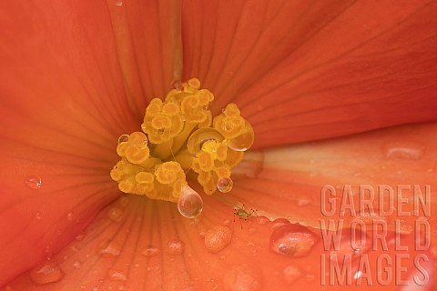 Garden_Begonia_Begoniaceae_spp_orange_flower_with_raindrops_Suffolk_England_UK