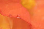 Garden Begonia Begoniaceae spp. orange flower petal with raindrops, Suffolk, England, UK