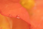 Garden Begonia Begoniaceae spp. orange flower petal with raindrops, Suffolk, England, UK