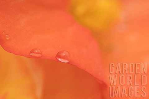 Garden_Begonia_Begoniaceae_spp_orange_flower_petal_with_raindrops_Suffolk_England_UK