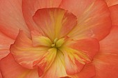 Garden Begonia Begoniaceae spp. orange flower, Suffolk, England, UK