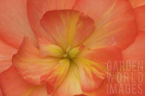 Garden_Begonia_Begoniaceae_spp_orange_flower_Suffolk_England_UK